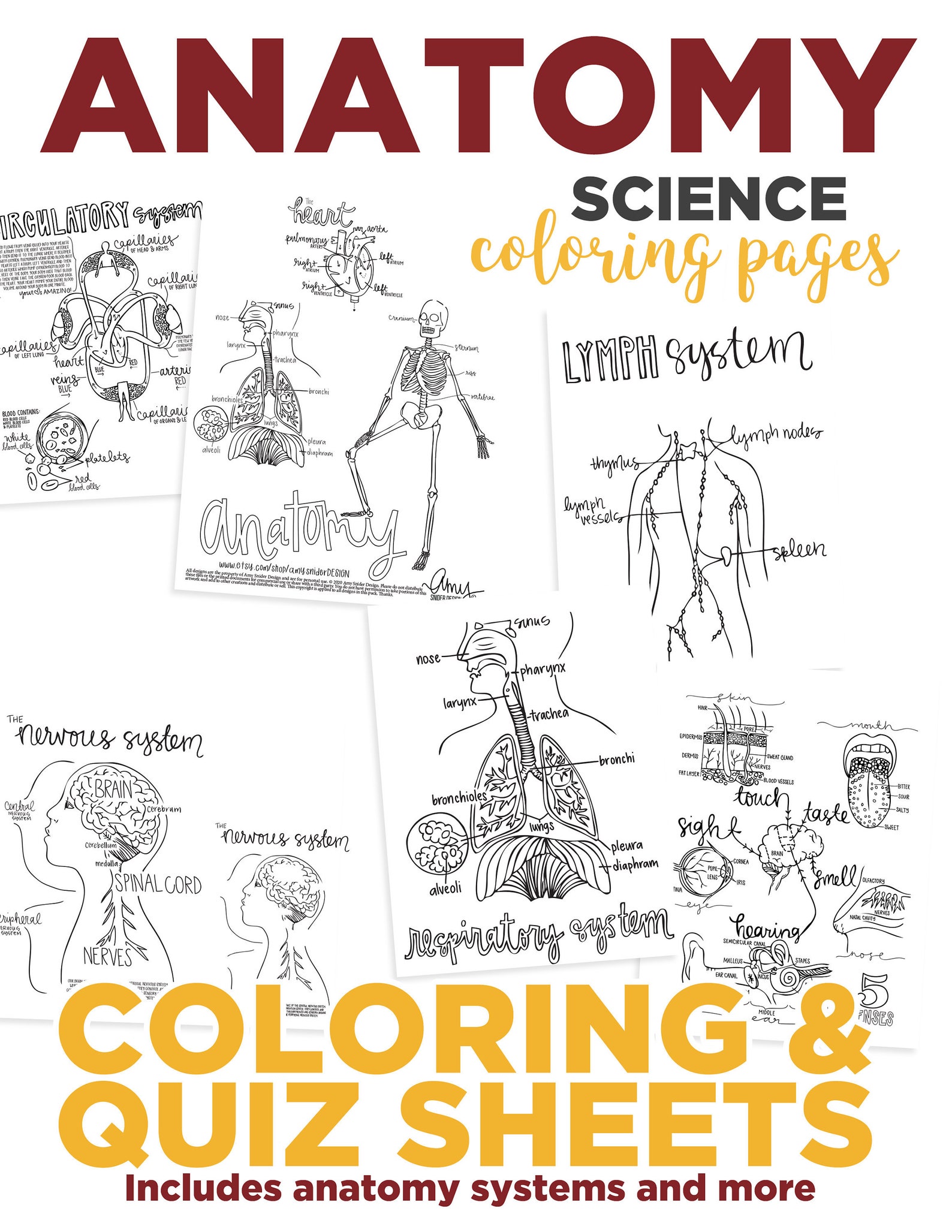 Anatomy Coloring Pages - Etsy