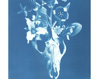 Cyanotype Art, Skull Art, Spooky Image, Spring Ephemerals, Original Photography, Digital Negatives, Appalachian Flora and Fauna, Blueprint