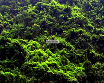 Moss Mass- Original Photograph on Gallery Wrapped Canvas in Varying Sizes