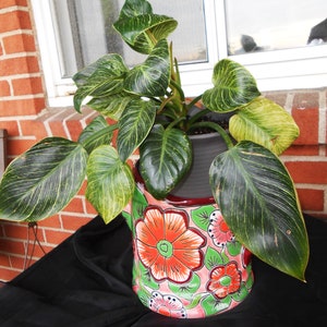 May include: A green and yellow leafy plant in a pink and red ceramic pot with a floral design. The pot has a round shape and is decorated with flowers and leaves.