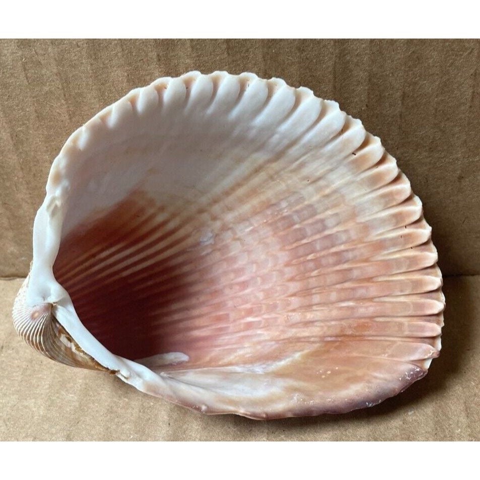 Vintage Seashell Double Sided 4