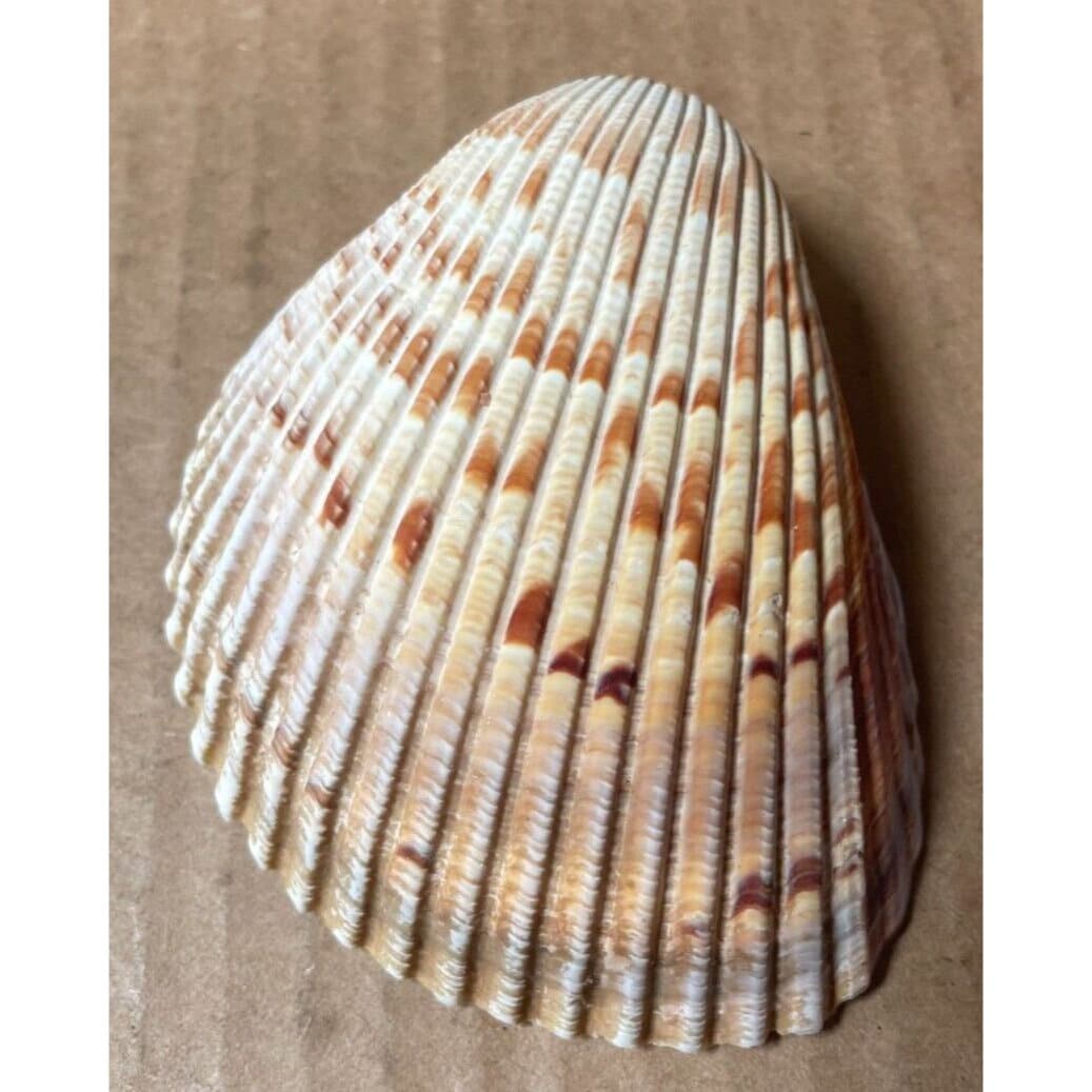 seashell　4枚 Vintage Seashell Double Sided 4