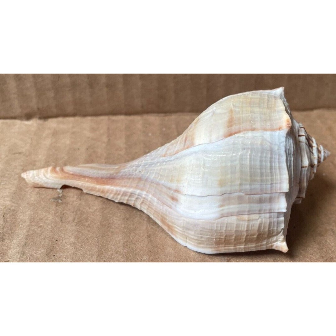 Vintage Seashell 7
