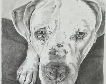 Pet portrait drawing/Custom drawing/Custom dog art/Custom animal art/Animal drawing