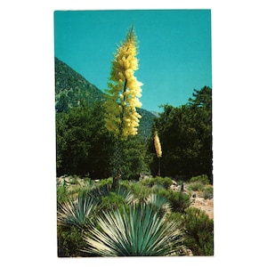 May include: Vintage postcard featuring a scenic landscape with a tall, yellow flowering plant against a backdrop of mountains and lush green foliage. The sky is a clear turquoise color, creating a vibrant contrast.