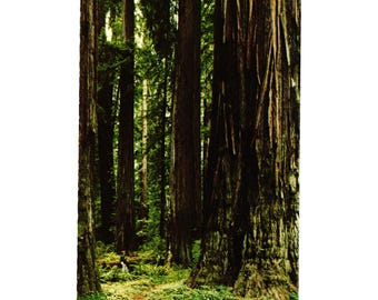 Pepperwood Flat Avenue Giants Postcard Humboldt Redwoods State Park California