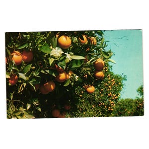 Cartão postal vintage, flores de laranjeira, árvore frutífera, comida, fazenda, pomar da Califórnia