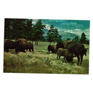 May include: Vintage postcard featuring a herd of bison grazing in a grassy field. The bison are dark brown, with some lighter-colored calves. Green trees and mountains are in the background under a cloudy sky.