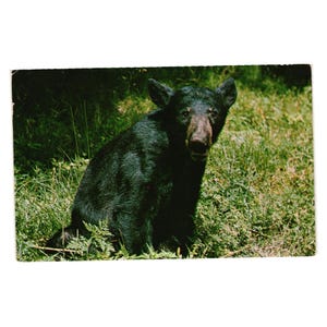 Stara pocztówka Black Bear wysłana w 1978 r. Cape May Virginia do New Jersey