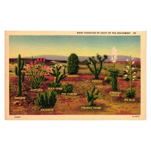 Postal vintage de los años 50 con variedades de cactus de la escena del desierto del suroeste en lino