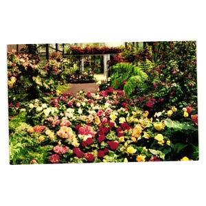 Cartão postal vintage San Diego Califórnia Rosecroft Begonia Gardens Paisagem floral
