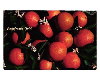 California Gold Citrus Postcard Vintage Scenic Art Berkeley California USA