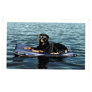 Carte postale Mary Bloom Chien avec lunettes de soleil sur la piscine North Shore Animal League
