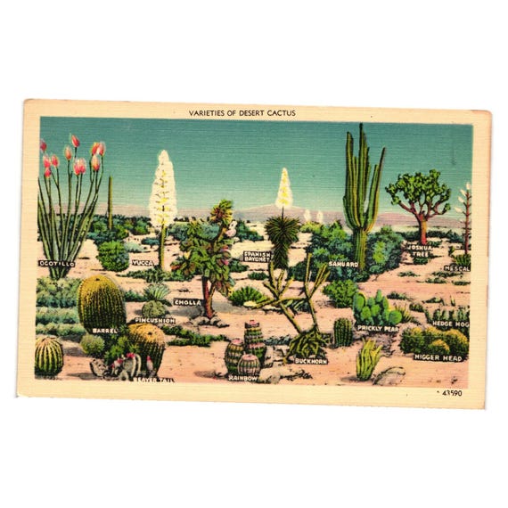 Vintage Desert Cactus Varieties Postkarte 1942 Erschienen Herz San Diego  USA Nizza - Etsy.de