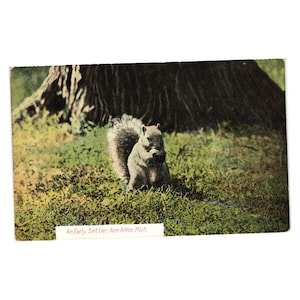 Stara pocztówka Michigan Squirrel opublikowana w lipcu 1909 r. Antyczna notatka dziadka