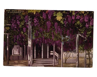 5946 Grape Arbor In California Vintage Postcard Pacific Novelty Co San Francisco