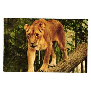 Vintage Postkarte Warner Brothers Jungle Habitat Weiblicher Löwe Löwin Fahrt 1972