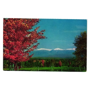 May include: Vintage postcard featuring a scenic landscape. A vibrant red tree dominates the left, contrasting with the blue sky and snow-capped mountains in the distance. Green fields and trees fill the mid-ground.