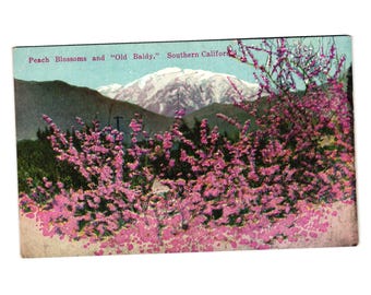 桃の花 オールド・ボールディ 南カリフォルニア ヴィンテージポストカード 1930年代頃 M カシャワー
