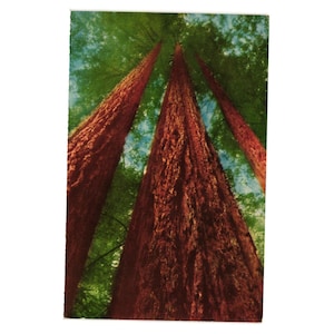 Postkarte Redwood Bäume Muir Woods National Monument Kalifornien Wald