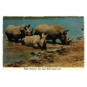 Vintage Postkarte Breitmaul Nashorn San Diego Wild Animal Park California D-17994
