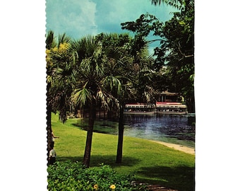 Vintage Florida Silver Springs Postcard Bottom Boats Tropical Landscape Vacation