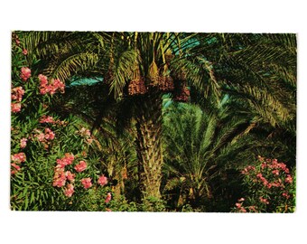 Vintage Postcard Date Bearing Palm Trees Oleanders California Nature Gardens