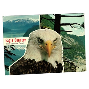 Carte postale Eagle Country Colombie-Britannique Canada Paysage Pittoresque Faune