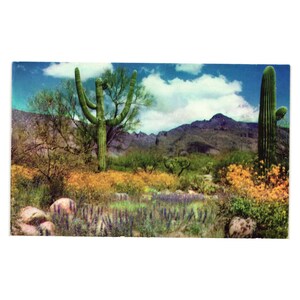Carte postale vintage Paysage d'avril Vallée du soleil Désert Fleurs sauvages Cactus