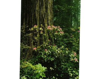 Save The Redwoods League Postcard Rhododendrons Prentice Huntington Grove CA