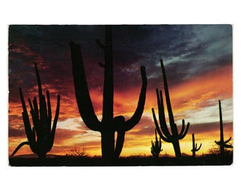 Giant Saguaro Cactus Arizona Sunset Postcard Vintage 1950s Ray Manley Published