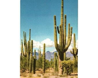 Saguaro Forest Vintage Postcard Tucson Arizona Desert Landscape Bob Petley