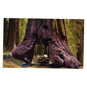 Carte postale vintage Wawona Tunnel Tree Parc national de Yosemite en Californie Car Road