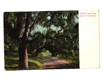 Vintage Postcard Where Oak Trees Grow In California Made In Germany M Rieder Art