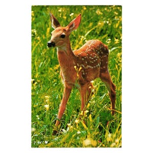 Carte postale vintage Faon Cerf de Virginie, biche, tacheté, nature, estampé, fleur