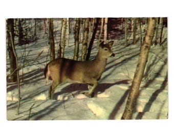 A Northwoods View Postcard Color Deer Lake Of The Woods Minnesota Kodachrome