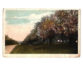 Vintage 1923 Hyattsville MD Posted Postcard Blossoming Tree Lined Road Artwork