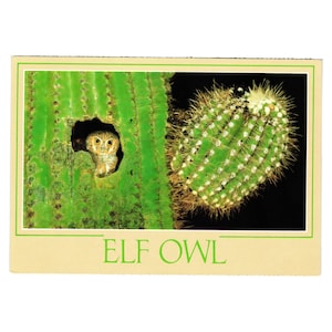 Carte postale vintage Elf Owl Saguaro Cactus Tempe Arizona Unposted Southwestern Bird