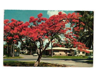 Vintage Florida Royal Poinciana Tree Postcard 1950s Clearwater To Palm Beach