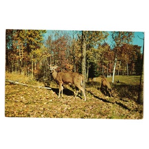 Vintage 1953 Postkarte Hirsch Motiv Wald Wildtiere L L Koch Kodachrome Wisconsin