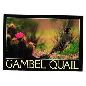Cartão postal vintage Gambel Quail, cena do deserto, aviário de pássaros, zoológico, vida selvagem, sudoeste