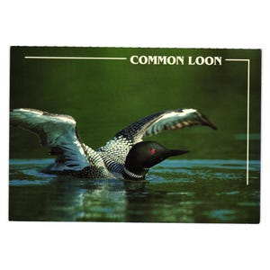 Cartão postal de mergulhão-grande, pássaro Bill Kinney, foto vintage do Lago Audubon, mergulhador-do-norte