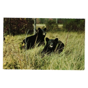 Carte postale vintage Vacationland Scene Black Bears L L Cook Co 1950 collection WI