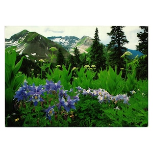 Vintage Colorado Columbine Postcard By Argentofot State Flower La Plata Mountain
