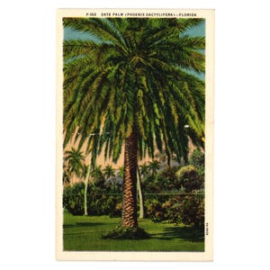 Może przedstawiać: Vintage pocztówka przedstawiająca palmę daktylową na Florydzie. Obraz przedstawia dużą palmę z teksturowanym pniem i zielonymi liśćmi, na tle innych palm i bujnej zieleni. U góry znajduje się tekst "P-102 DATE PALM (PHOENIX DACTYLIFERA)--FLORIDA".