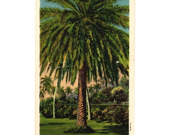 Curt Teich Date Palm Florida Postcard Vintage P102 Art Colortone Palm Tree Plant