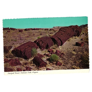 Vintage Postkarte Petrific Forest Nationalpark Fallen Giant Arizona D-16343 Log