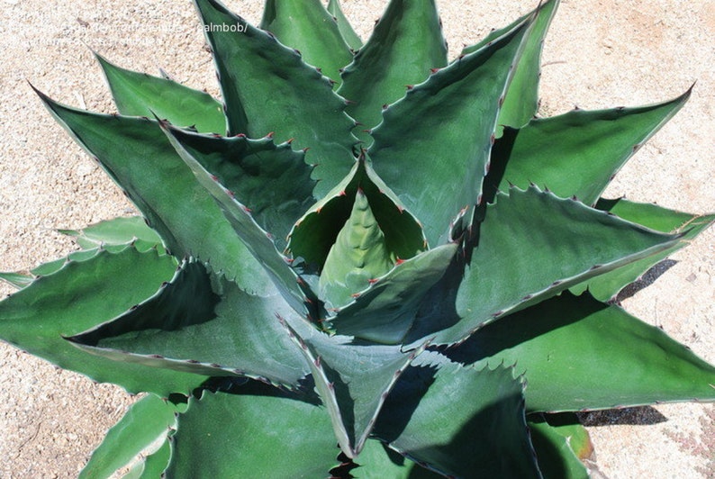 Green Goblet Agave Agave salmiana Live Organic | Etsy