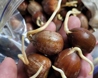 Germinated Utah Red Oak Acorn Sprouted Sets for Growing Red Oak Trees: Spring 2024 Delivery