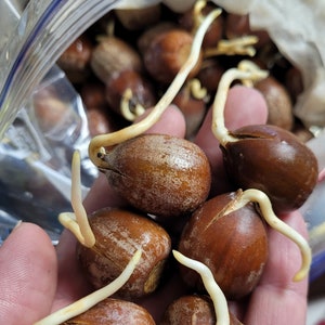 Germinated Utah Red Oak Acorn Sprouted Sets for Growing Red Oak Trees: Spring 2024 Delivery